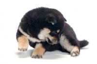 Picture of black and tan coloured Shiba Inu puppy