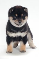 Picture of black and tan coloured Shiba Inu puppy, front view