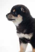Picture of black and tan coloured Shiba Inu puppy, portrait