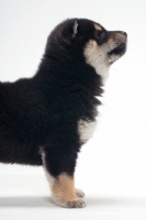 Picture of black and tan coloured Shiba Inu puppy, profile