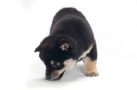 Picture of black and tan coloured Shiba Inu puppy, looking down