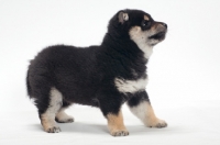 Picture of black and tan coloured Shiba Inu puppy, on white background