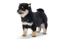 Picture of black and tan coloured Shiba Inu puppy in studio