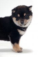 Picture of black and tan coloured Shiba Inu puppy