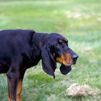 Picture of black and tan coonhound hanging her head