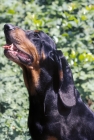 Picture of black and tan coonhound portrait