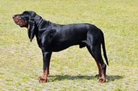 Picture of black and tan coonhound