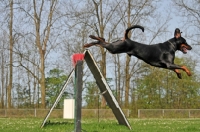 Picture of black and tan doberman jumping at trial