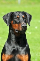 Picture of black and tan doberman, looking away