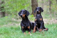Picture of black and tan doberman with puppy
