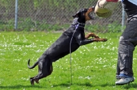 Picture of black and tan dobermann attacking