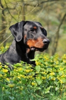 Picture of black and tan dobermann behind flowers