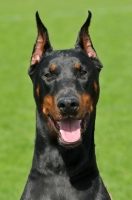 Picture of black and tan dobermann, cropped ears