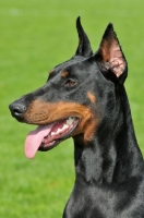 Picture of black and tan dobermann, cropped ears, portrait
