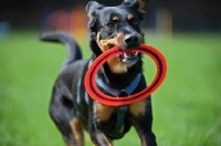 Picture of black and tan dobermann cross retrieving ring frisbee in a field