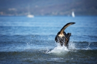 Picture of black and tan dobermann cross jumping in blue water