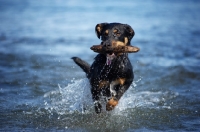 Picture of black and tan dobermann cross retrieving stick from blue water and jumping