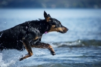 Picture of black and tan dobermann crossjumping in blue water