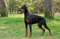 Picture of black and tan dobermann, docked tail and cropped ears