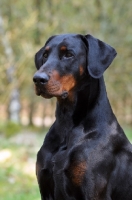 Picture of black and tan dobermann head study