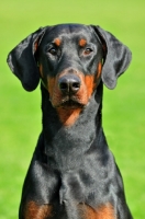 Picture of black and tan dobermann head study