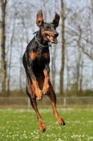 Picture of black and tan dobermann jumping in the air