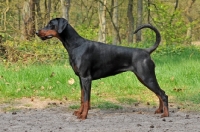 Picture of black and tan dobermann posed
