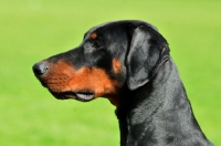 Picture of black and tan dobermann profile