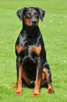 Picture of black and tan dobermann sitting down