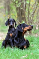 Picture of black and tan dobermann with puppy