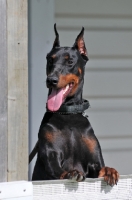 Picture of black and tan dobermann