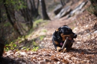 Picture of black and tan dog chewing on a stick while resting on a path in a beautiful forest