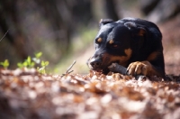 Picture of black and tan dog chewing on a stick