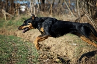 Picture of black and tan dog jumping in a field