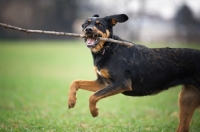 Picture of black and tan dog jumping in a field with a stick in its mouth