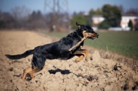 Picture of black and tan dog jumping in a field with a big stick in its mouth