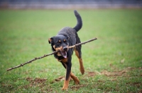 Picture of black and tan dog playing with a stick in a field