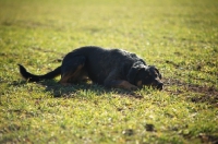 Picture of black and tan dog resting on a field and watching