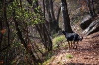 Picture of black and tan dog standing on a path in a forest 
