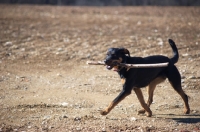 Picture of black and tan dog walking in a field with a big stick in its mouth