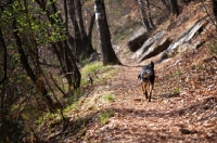 Picture of black and tan dog walking on a path in a forest