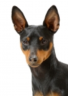 Picture of black and tan Miniature Pinscher portrait on white background