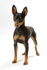 Picture of black and tan Miniature Pinscher standing on white background