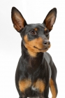 Picture of black and tan Miniature Pinscher on white background, portrait