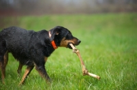 Picture of black and tan mongrel dog carrying a big bone in her mouth