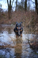 Picture of black and tan mongrel dog jumping in a pond, forest in the background
