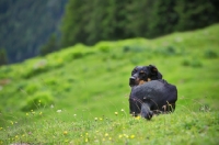 Picture of black and tan mongrel dog resting on grass and looking back over her shoulder