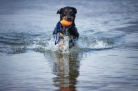 Picture of black and tan mongrel dog retrieving toy from water