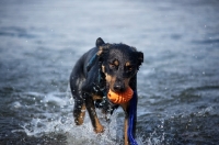 Picture of black and tan mongrel dog retrieving toy from water