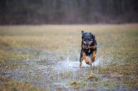 Picture of black and tan mongrel dog running in a puddle